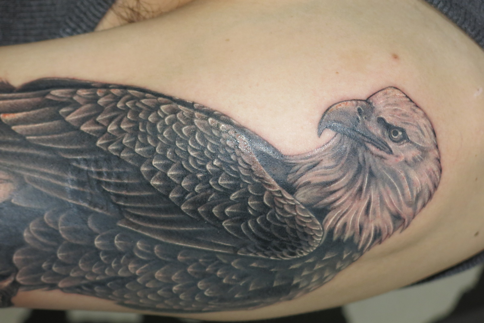 鷲|腕　ブラックアンドグレー　ブラックアンドグレイ　リアル　ポートレート　鷲　ワシ　イーグル　eagle　